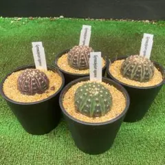 【翌日発/沖縄離島不可】サボテン　ギムノカリキウム　ラゴネシー　4鉢のサムネイル