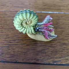 海洋堂　チョコラザウルス　ドウビレイセラス　食玩　ミニフィギュア　古代生物