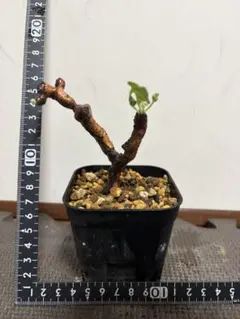 枝挿し 発根済み ペラルゴニウム ミラビレ ペラルゴニウムミラビレ 現地株枝挿し 発根済み① - メルカリ