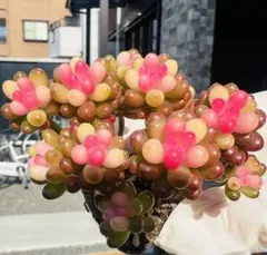 SALE！多肉植物　レッドベリー錦　1ポット　精選美苗　大きめ　土付き発送