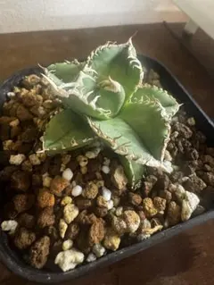 白毫刺　アガベ　子株 アガベ・チタノタ 白毫刺（芽）-006｜agave titanota | Plus_Plant