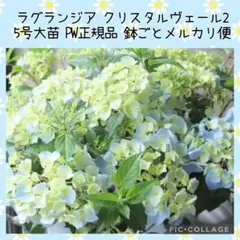 【花苗】5号大苗 PW 正規品 ラグランジア クリスタルヴェール2　現品発送のサムネイル