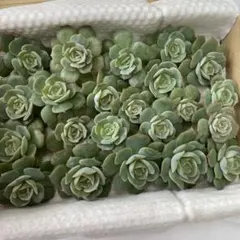 junkojam様 リクエスト 2点 まとめ商品