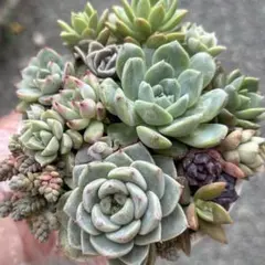 236 多肉植物 カット苗 詰め合わせ セット セダム エケベリア 寄せ植え