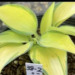 Rhapso*様 リクエスト 3点 まとめ商品