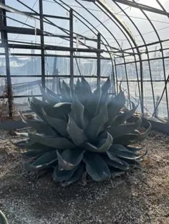 2026年最新】オバティフォリアの人気アイテム - メルカリ