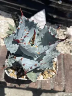 2025年最新】甲蟹 屈原の人気アイテム - メルカリ