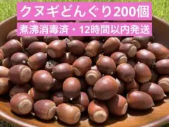 【12時間以内発送】クヌギどんぐり 200個