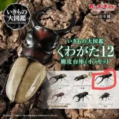ガシャポンオンライン版 いきもの大図鑑 樹皮台座（小） 100個セット いきもの大図鑑くわがた12樹皮台座(小)セット 03インターメディアツヤ
