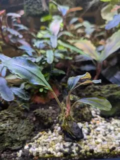 2025年最新】bucephalandra sp blueの人気アイテム - メルカリ