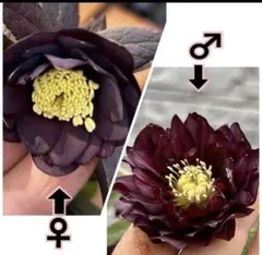 rico様 リクエスト 2点 まとめ商品