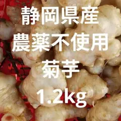 静岡県産完全農薬不使用菊芋洗浄済み約1.２kg （箱込み）