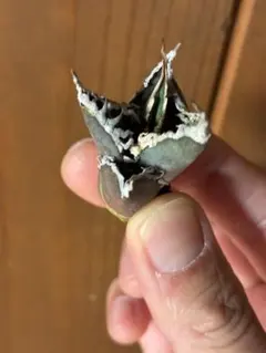 zuka様 リクエスト 2点 まとめ商品