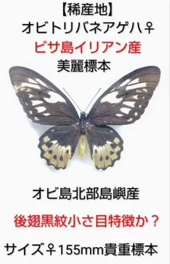 2026年最新】蝶 標本 アゲハの人気アイテム - メルカリ