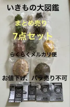 希少種子標本 4種セット ニッパヤシ ソテツ他 - メルカリ