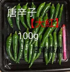宮崎県産《新鮮》青唐辛子【大紅】(中辛) 約100gお試しのサムネイル