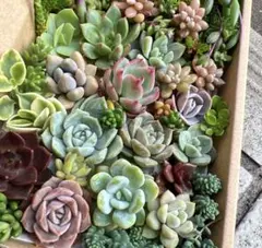 エケベリア・セダム 寄せ植えセット ボックス入り　多肉弁当