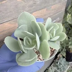 ピーチプリデ　多肉植物