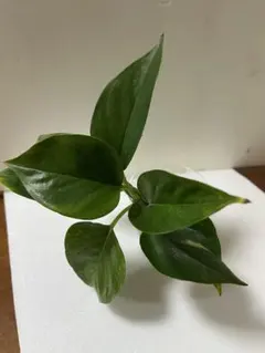 2025年最新】ポトステルノの人気アイテム - メルカリ