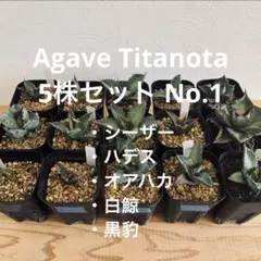 5枚セット アガベ型プランツタグ Satorin Lab Collection | Mercari