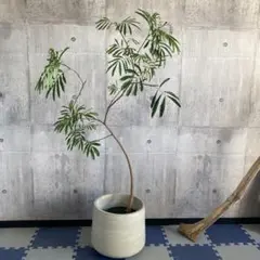 大型 エバーフレッシュ 曲がり仕立て 9号 陶器鉢 植え込み発送 - メルカリ