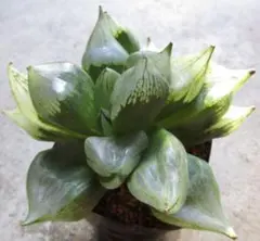 2026年最新】B型コンプトミュータントの人気アイテム - メルカリ