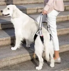 애견 케어 하네스, 뒷다리용 보행 보조기구