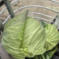 かよ様専用です。新鮮野菜詰め合わせです。