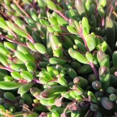 ルビーネックレス カット苗 多肉植物