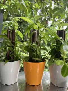 バニラ 観葉植物 3鉢セット - メルカリ