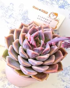 2026年最新】ファームパルクさん苗の人気アイテム - メルカリ