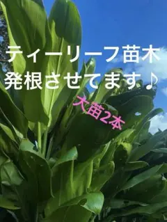 ハワイ産沖縄育ちのティーリーフ - メルカリ
