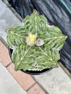 たかさん様 リクエスト 2点 まとめ商品