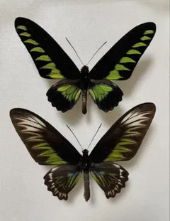 2025年最新】トリバネアゲハ 標本の人気アイテム - メルカリ