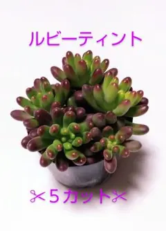 ラビット様 リクエスト 2点 まとめ商品 ルビーティント 虹の玉