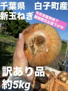 期間限定お値下げ　千葉県　白子町産　新玉ねぎ　訳あり　約５kgのサムネイル