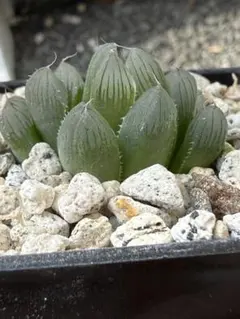 2026年最新】ハオルチア 原種の人気アイテム - メルカリ