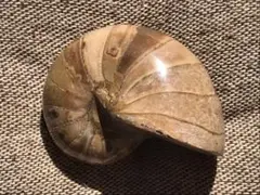 2026年最新】アンモナイト 化石 価格の人気アイテム - メルカリ