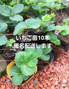 ①希少品種 白 白いいちご 白いちご いちご 苗 パインベリー - メルカリ