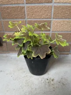 ゼラニウム　珍種　もみじ葉ゼラニウム　赤花のサムネイル
