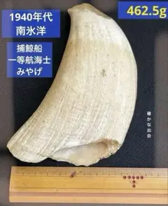 マッコウ鯨歯 本物中身詰まってます。 5本270グラム 美品です。 - メルカリ
