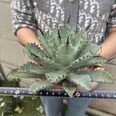多肉植物 ガガイモ 蛮鬼角(国内繁殖苗・カット苗です) - メルカリ