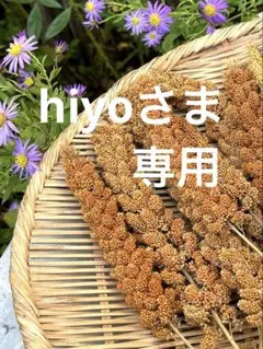 【hiyoさま専用】信州八ヶ岳産　有機粟穂100g