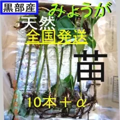 い【全国送料無料！】 黒部産・天然・山みょうが・ミョウガ・苗‣ 10本+α