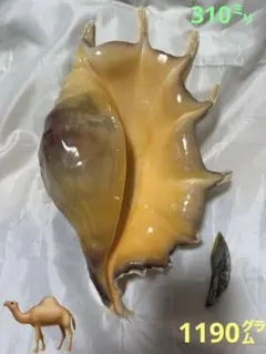 貝殻　ラクダガイ　蓋付