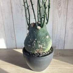 2025年最新】アデニア グロボーサの人気アイテム - メルカリ