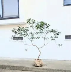 meyta様 リクエスト 2点 まとめ商品