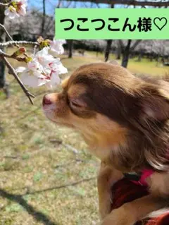 つこつこん様 リクエスト 5点 まとめ商品