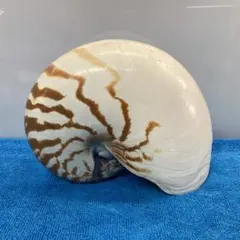 オウムガイ オウム貝 貝殻 本物 インテリア 雑貨 - メルカリ