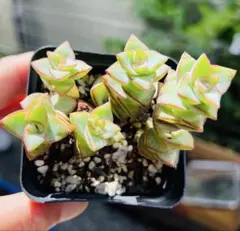 小米星 抜き苗 多肉植物 クラッスラ - メルカリ